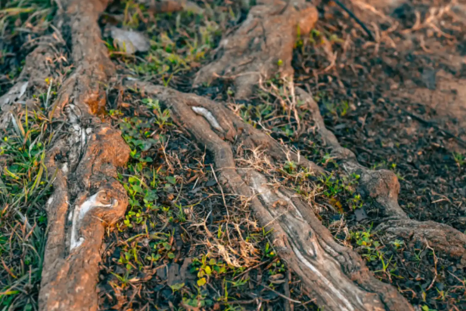 How Tree Roots Cause Sewer Line Problems in Catonsville, MD